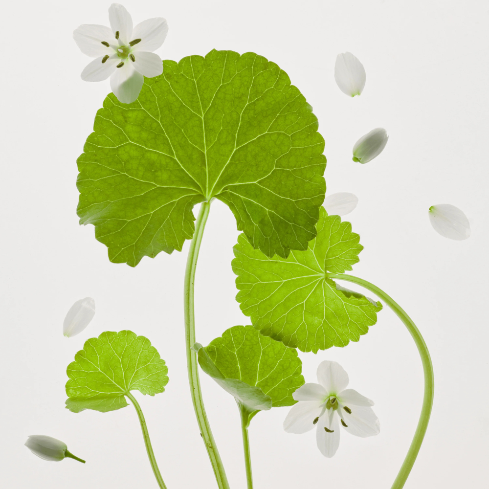 Beauty of Joseon | Light On serum: Centella + Vita C